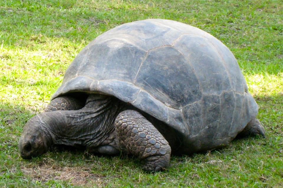 ALDABRA BREEDER