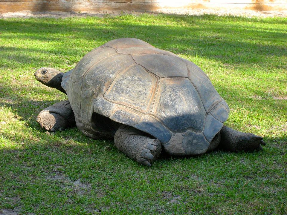 ALDABRA BREEDER