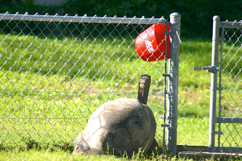 ALDABRA BREEDER
