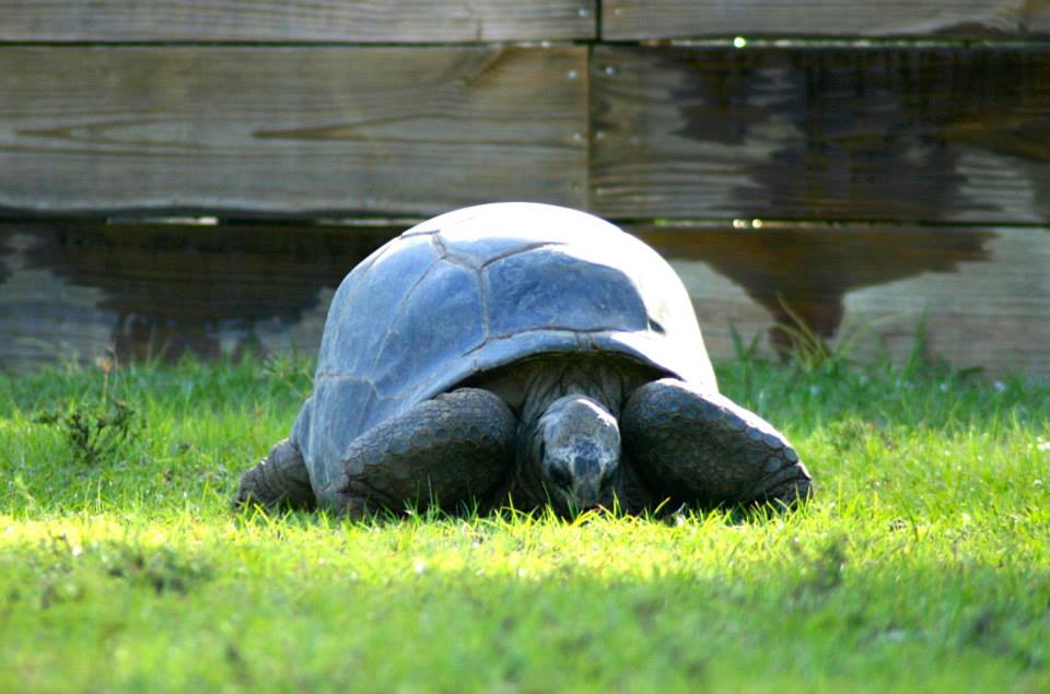 ALDABRA BREEDER