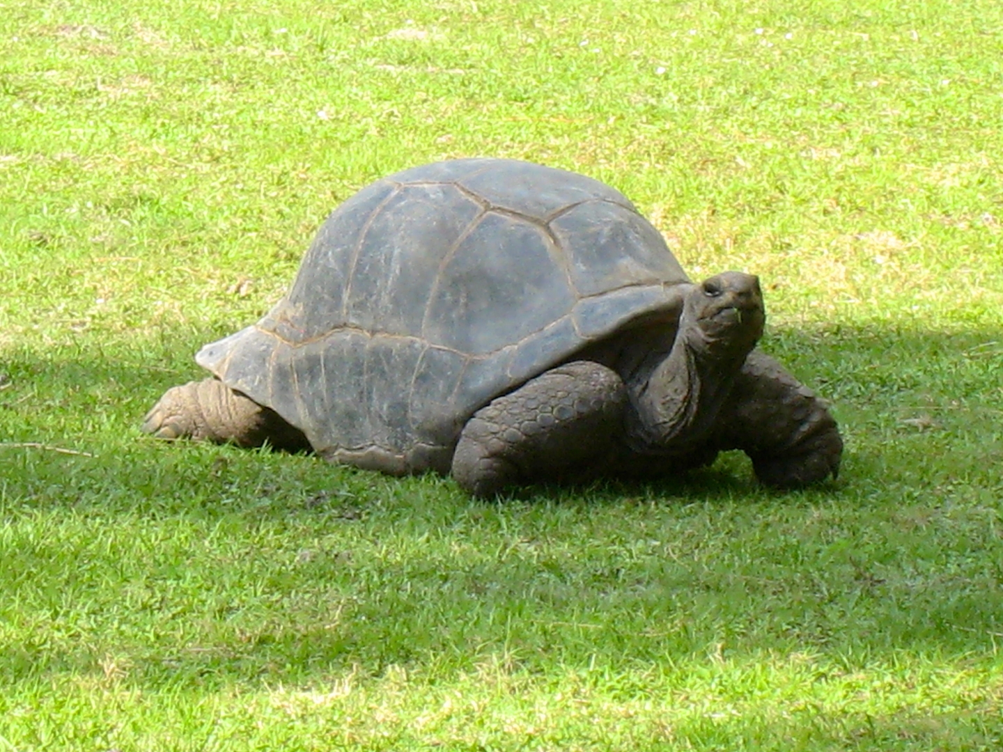 ALDABRA BREEDER