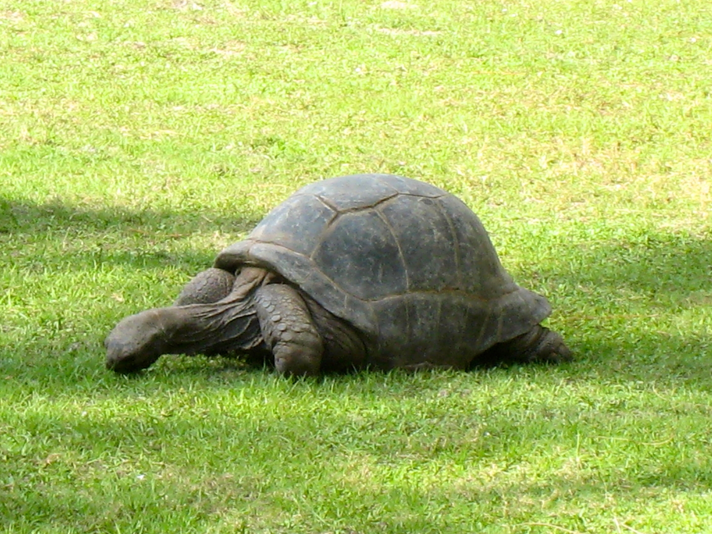 ALDABRA BREEDER