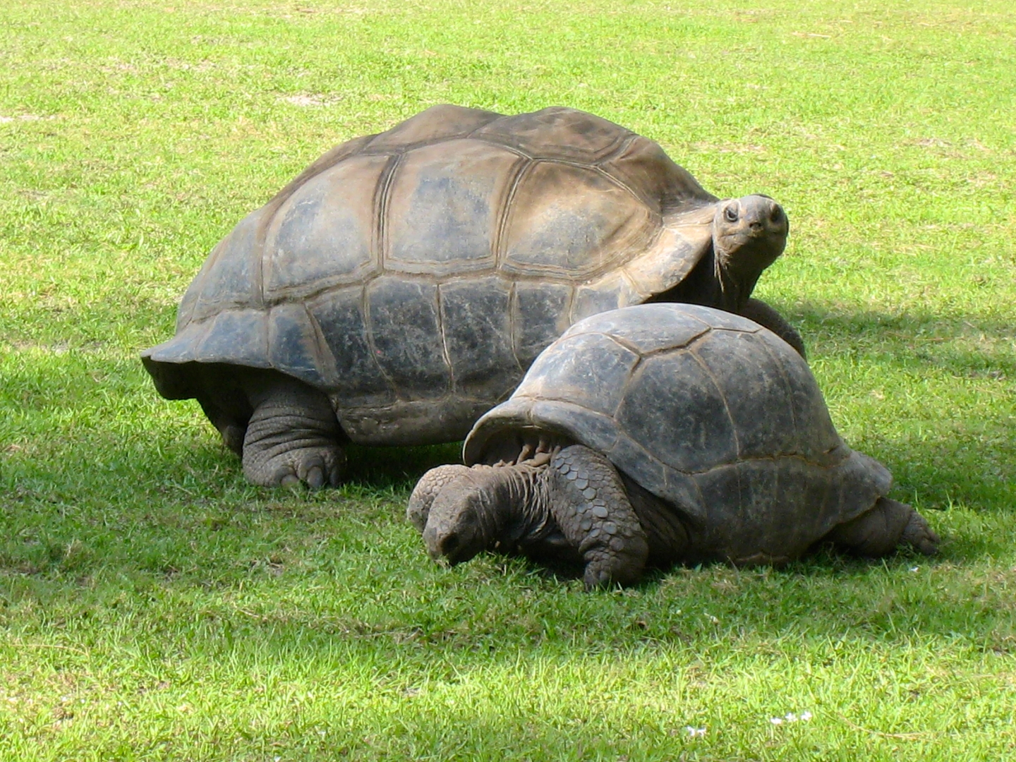 ALDABRA BREEDER