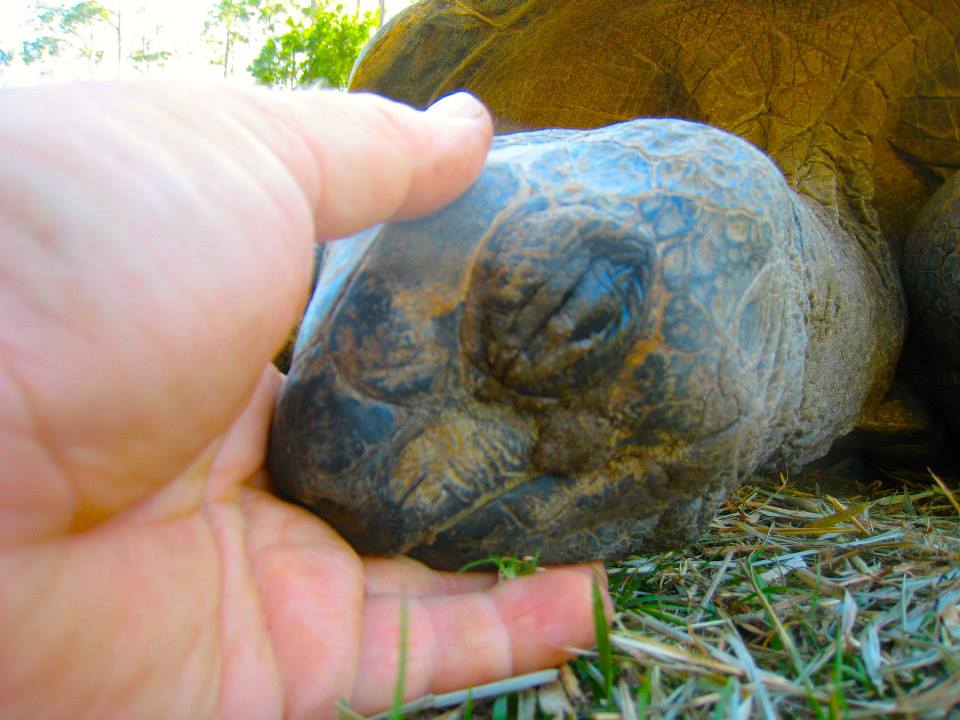 ALDABRA BREEDER