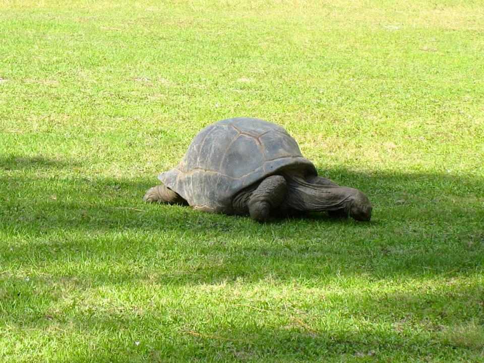 ALDABRA BREEDER