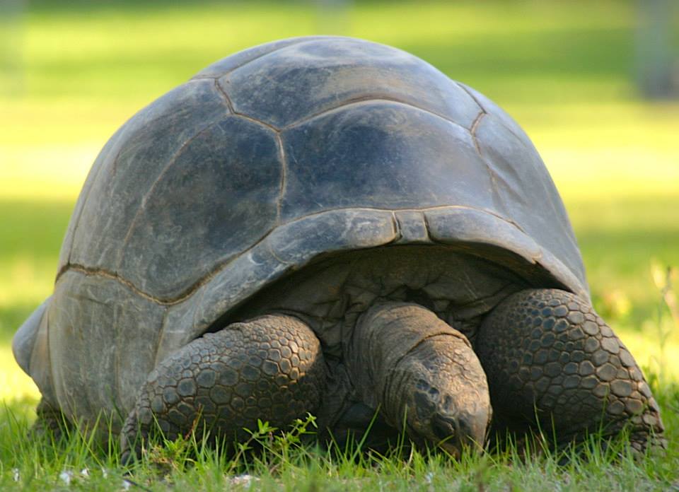 ALDABRA BREEDER