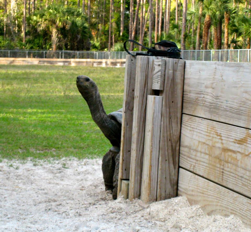 ALDABRA BREEDER