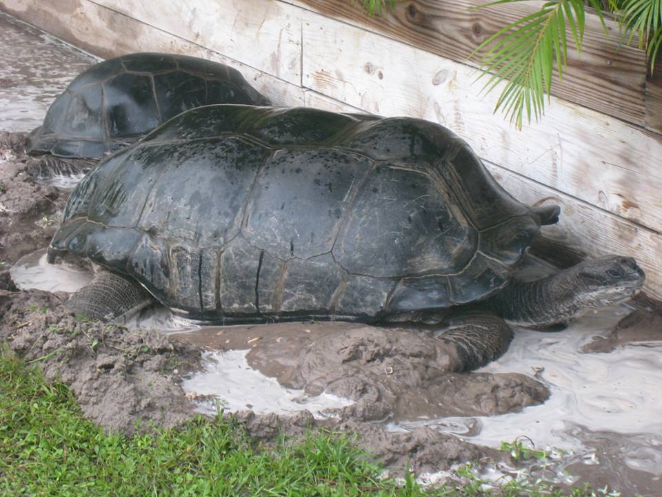 ALDABRA BREEDER