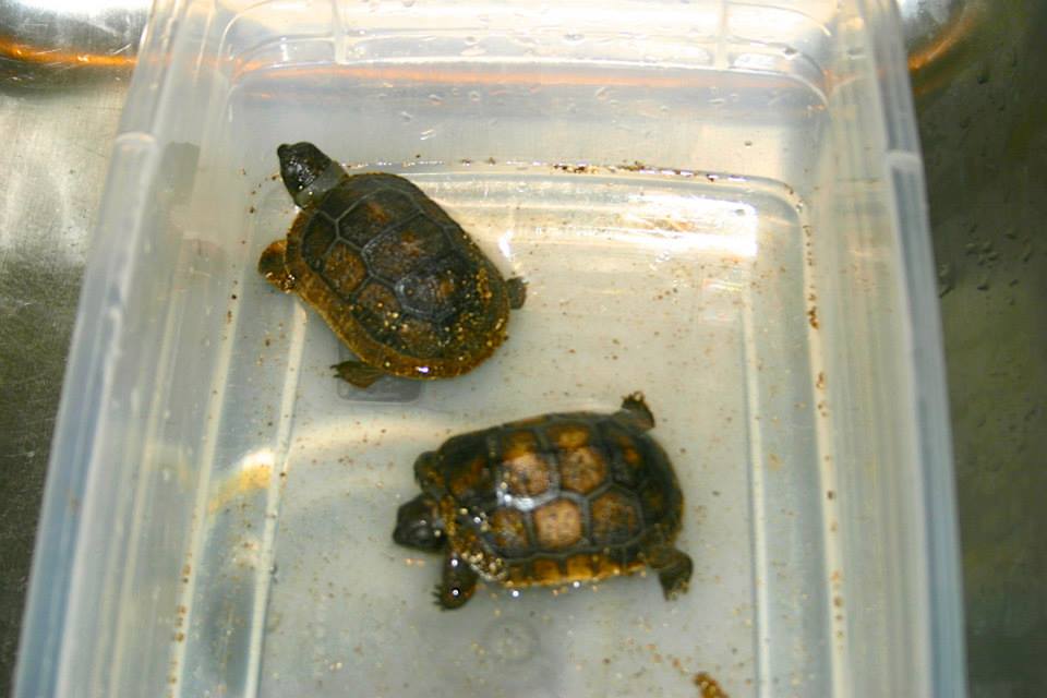 ALDABRA BREEDER