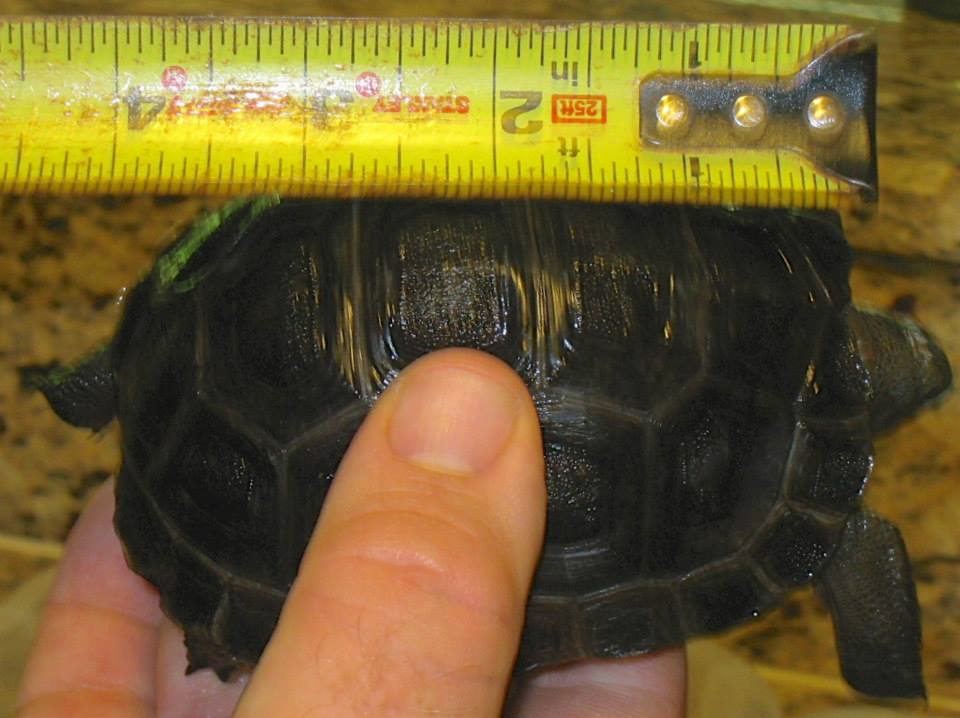 ALDABRA BREEDER