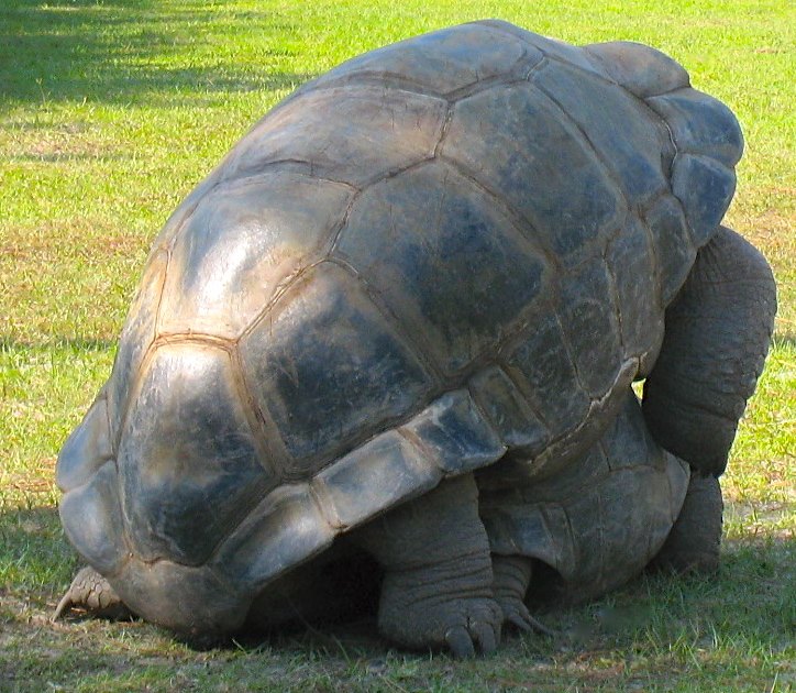 ALDABRA BREEDER