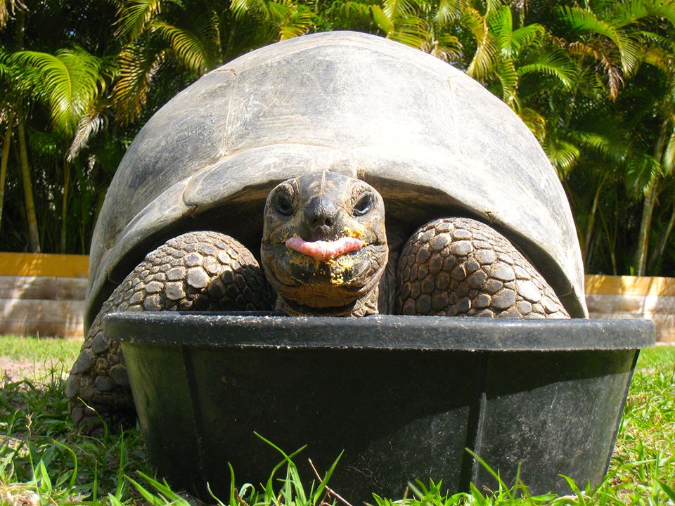 ALDABRA BREEDER