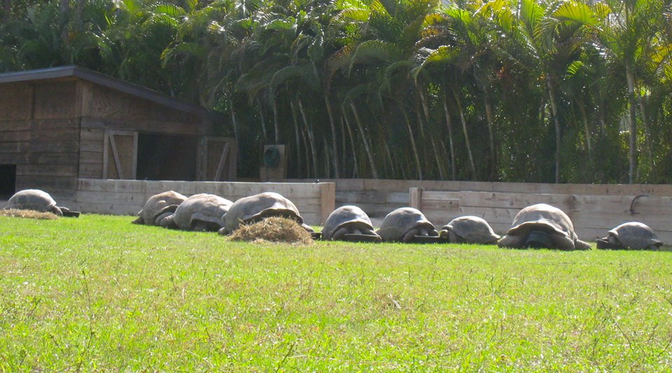 ALDABRA BREEDER