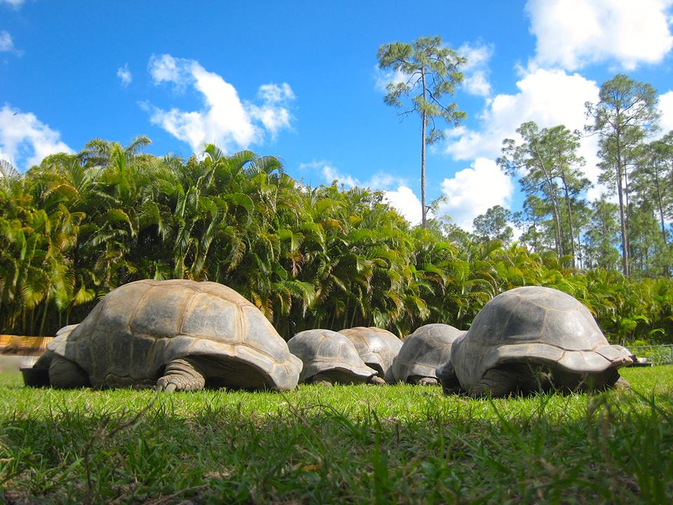 ALDABRA BREEDER