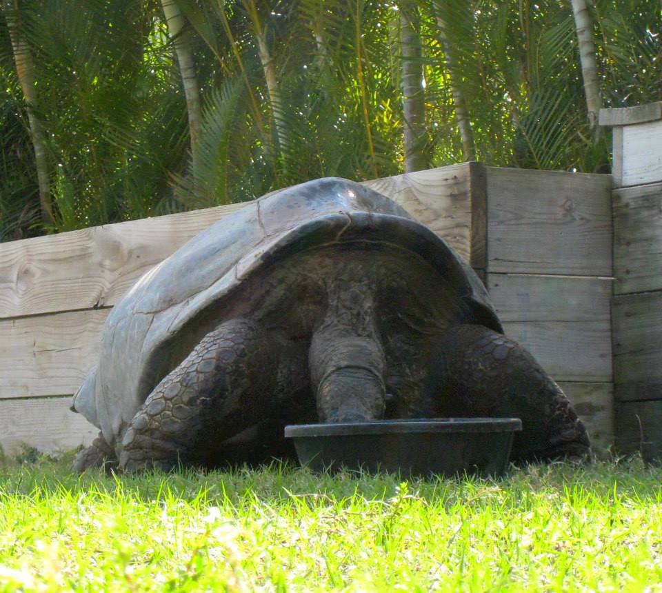 ALDABRA BREEDER
