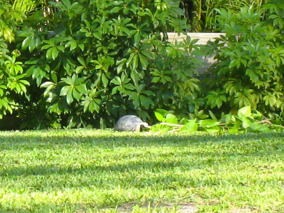 ALDABRA BREEDER