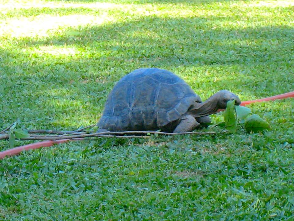 ALDABRA BREEDER