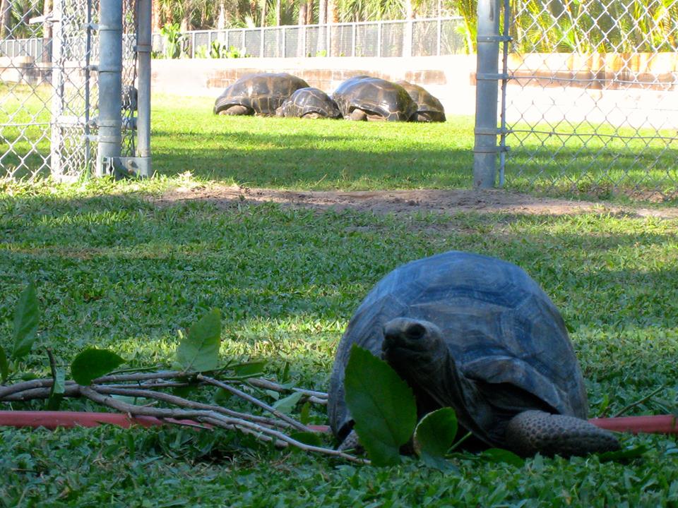 ALDABRA BREEDER