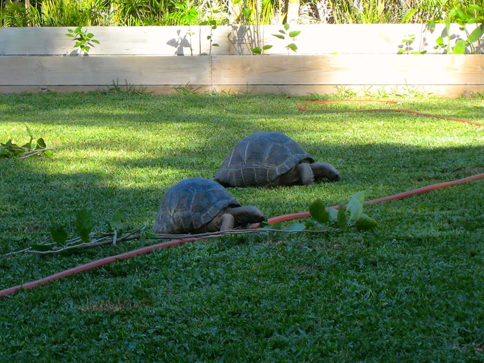 ALDABRA BREEDER