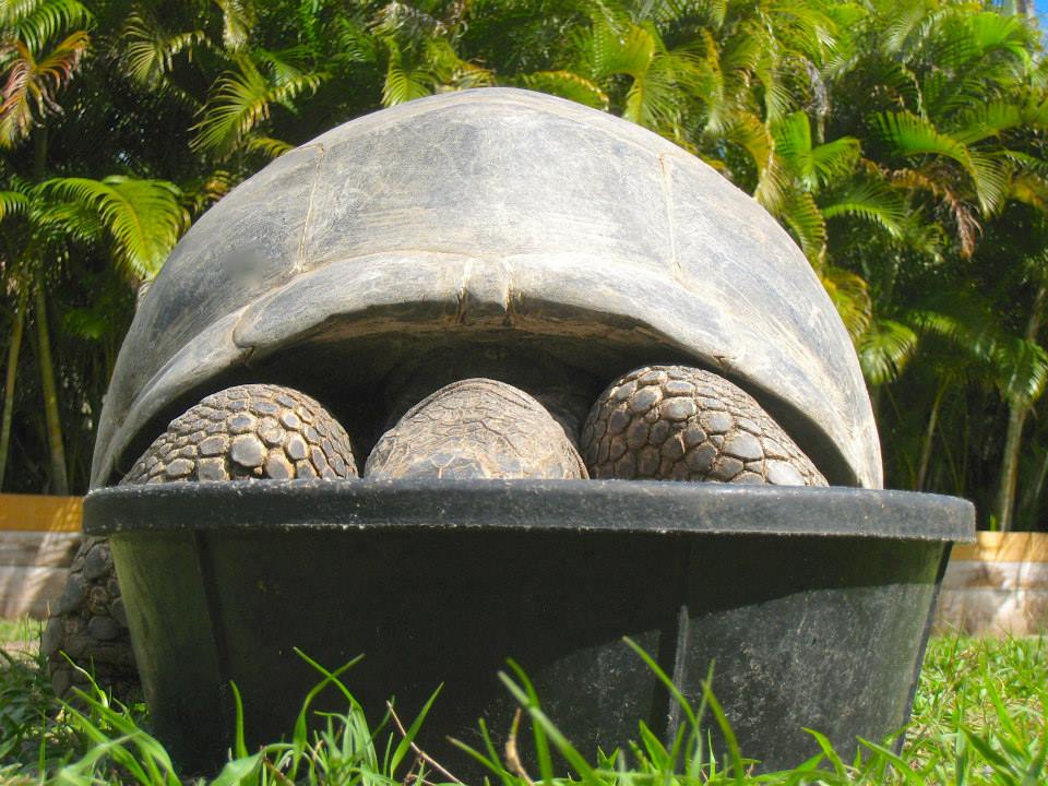 ALDABRA BREEDER