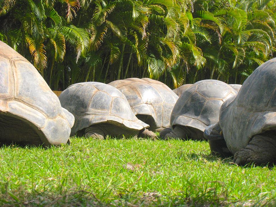 ALDABRA BREEDER