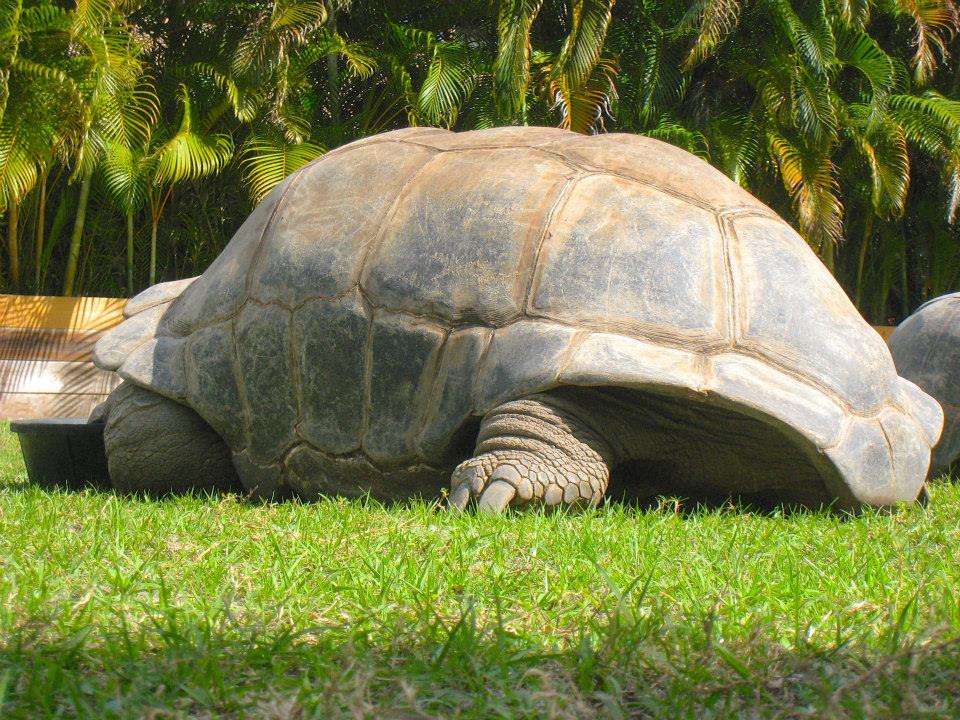 ALDABRA BREEDER