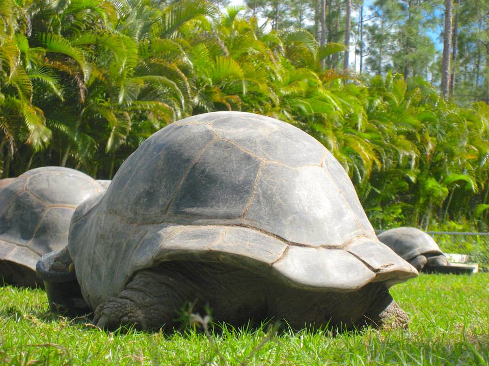 ALDABRA BREEDER