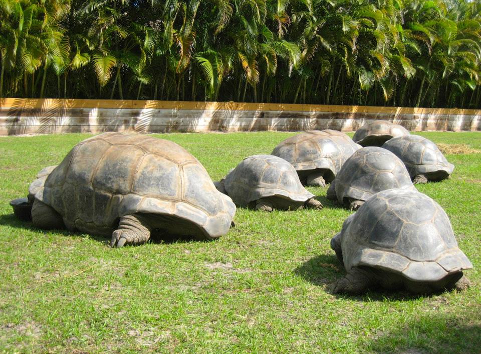 ALDABRA BREEDER