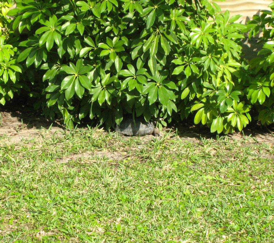 ALDABRA BREEDER