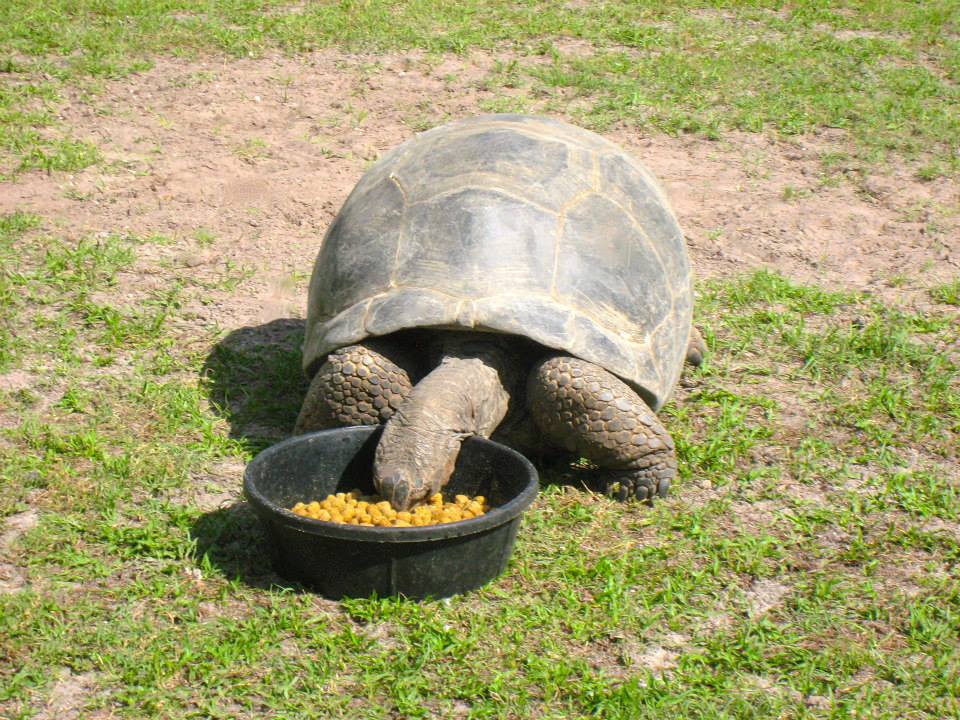 ALDABRA BREEDER