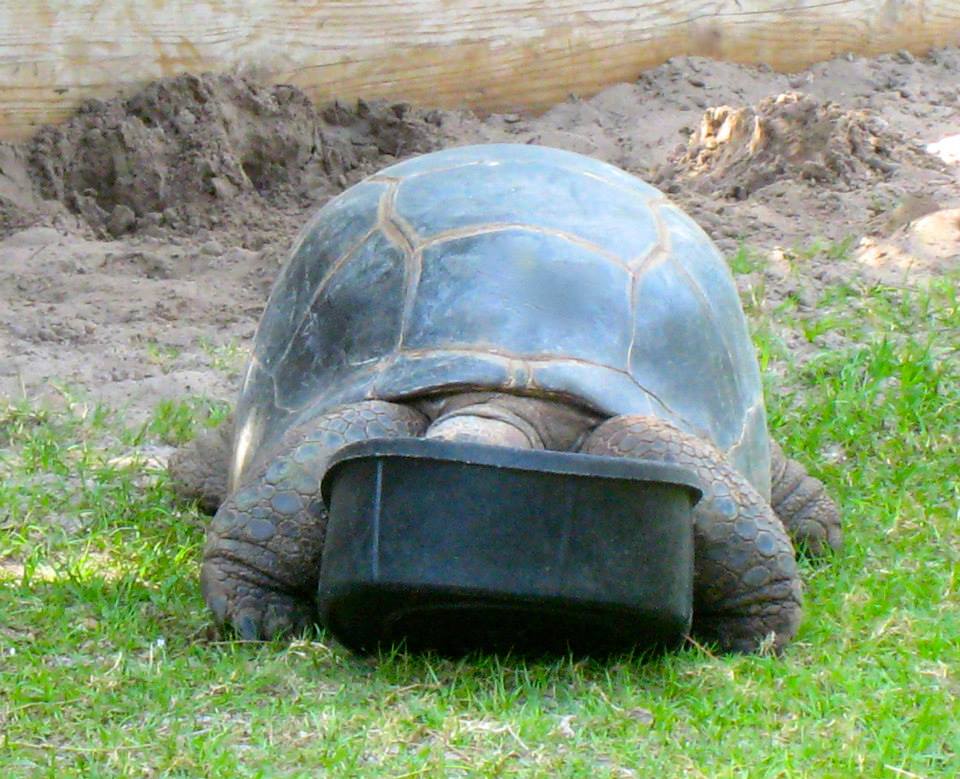 ALDABRA BREEDER