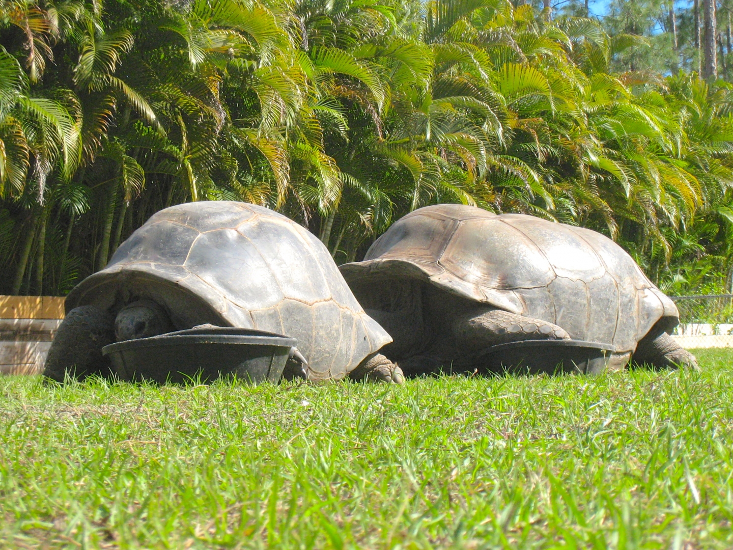 ALDABRA BREEDER