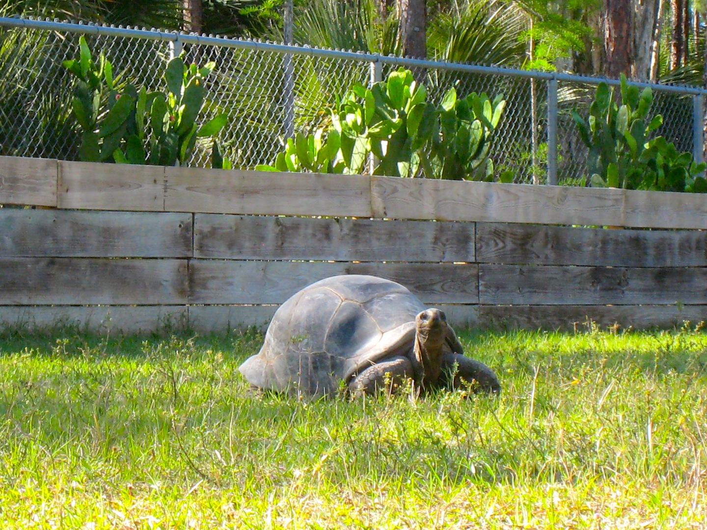ALDABRA BREEDER