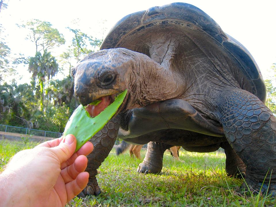 ALDABRA BREEDER