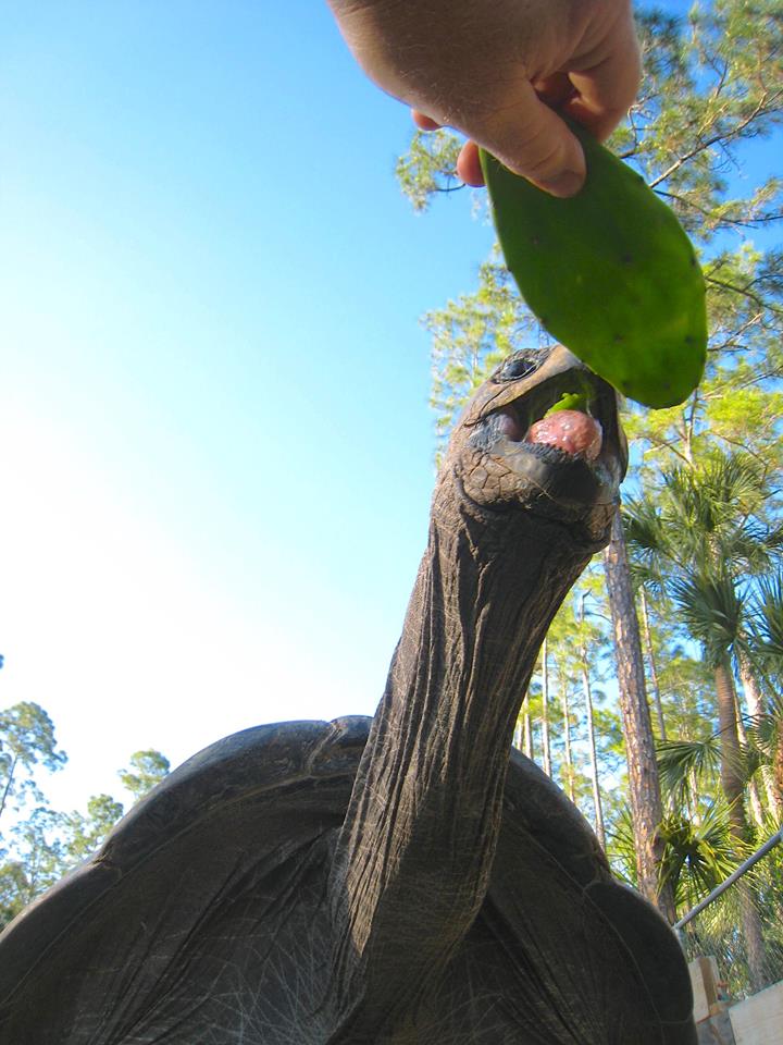 ALDABRA BREEDER