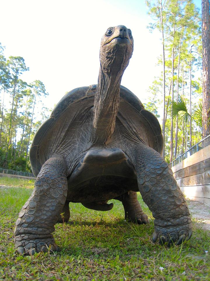 ALDABRA BREEDER