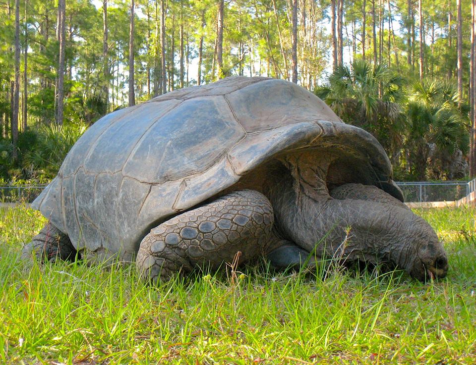 ALDABRA BREEDER