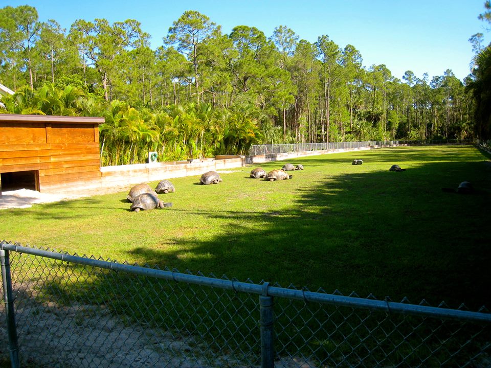 ALDABRA BREEDER
