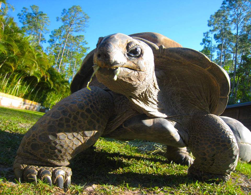 ALDABRA BREEDER