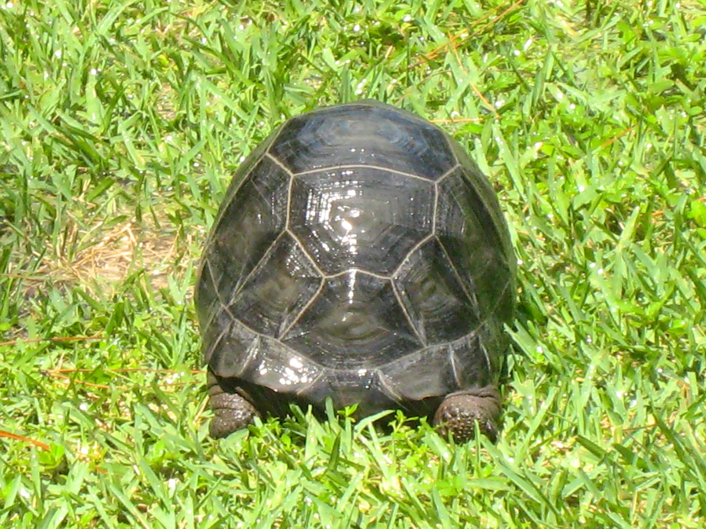 ALDABRA BREEDER