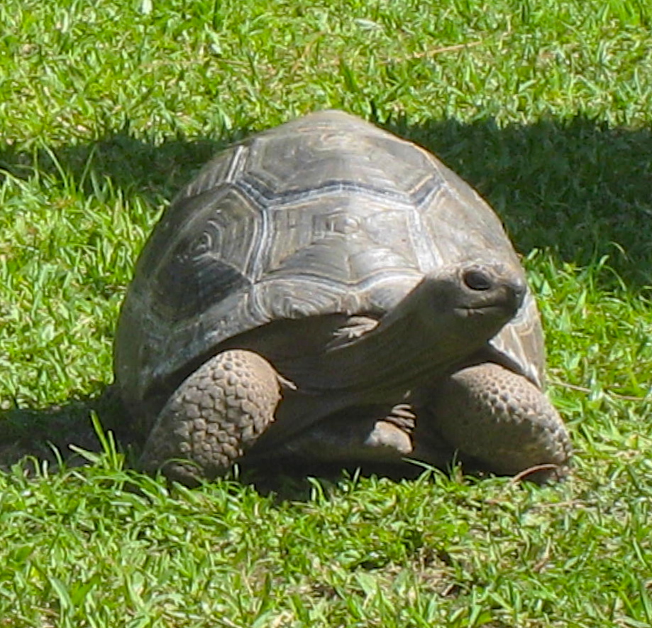 ALDABRA BREEDER