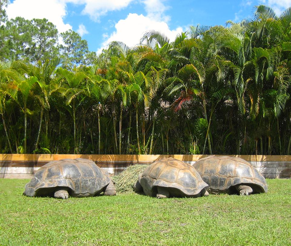 ALDABRA BREEDER