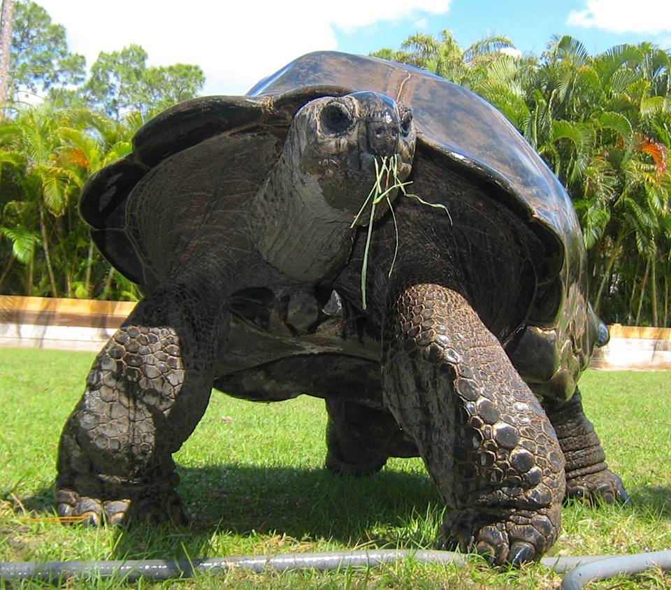 ALDABRA BREEDER