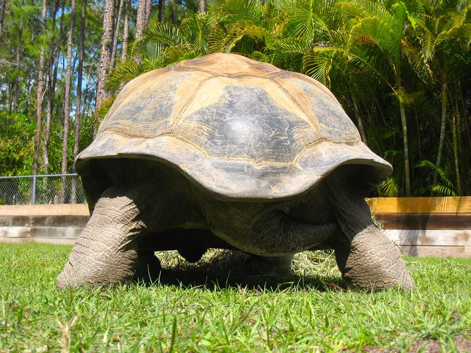 ALDABRA BREEDER