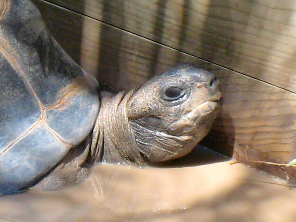ALDABRA BREEDER