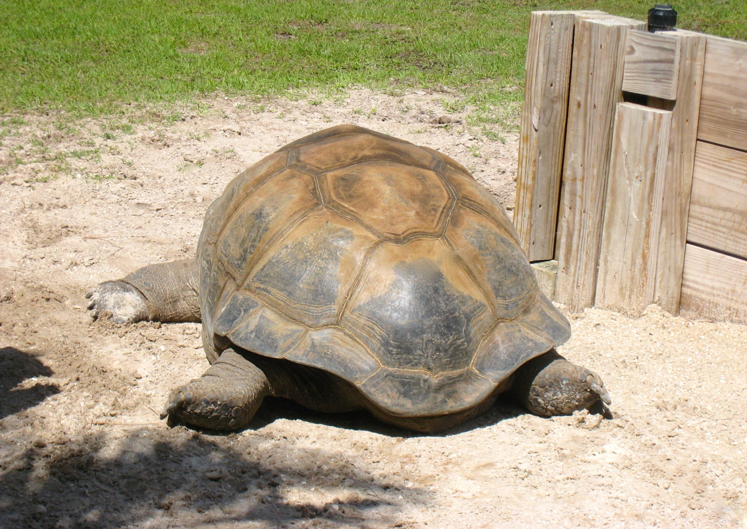 ALDABRA BREEDER