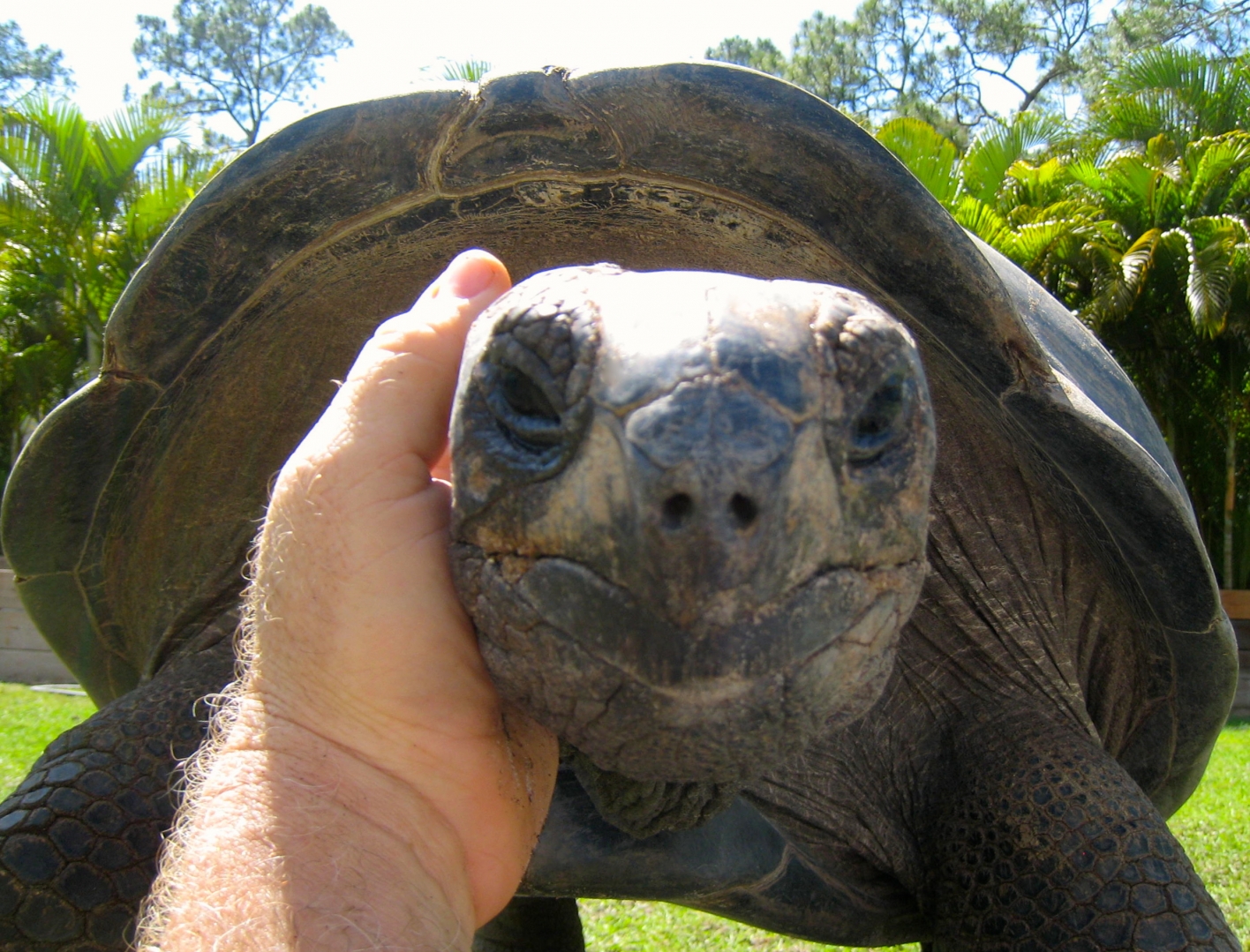 ALDABRA BREEDER