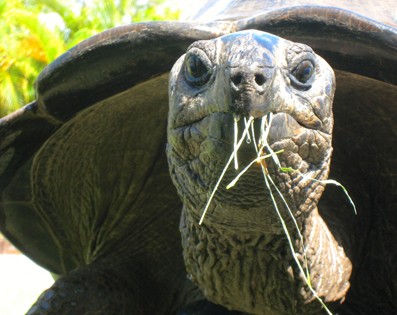 ALDABRA BREEDER
