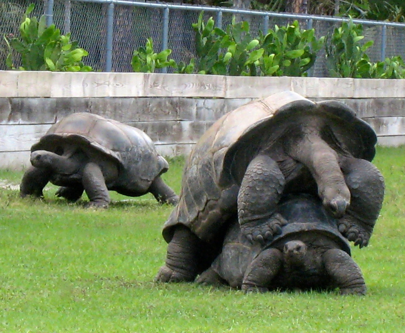 ALDABRA BREEDER