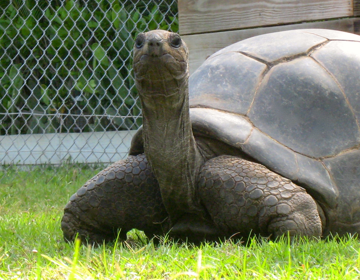 ALDABRA BREEDER